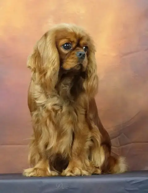 Cavalier King Charles Spaniel  Chiot N°6 Vom Der Rite 63741 photo 3