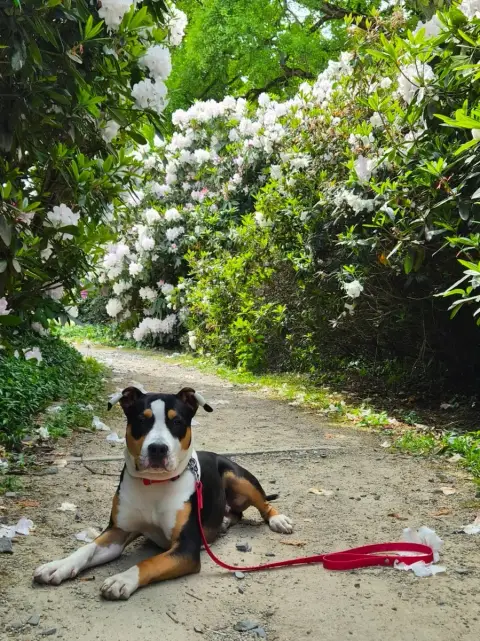 American Staffordshire Terrier  Atos Du Chemin Des Mo 3ffca