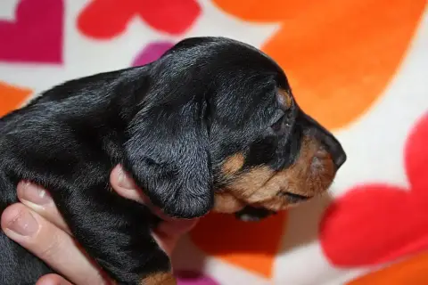 Teckel Poil Dur 
                        Blacky Des P 0baa4 photo 2