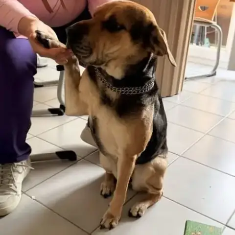 Chie Tsuki À L Adoption