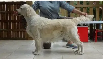 Golden Retriever  Chiot N°1 Des Joyaux Des Ki Millacs cb19e photo 3