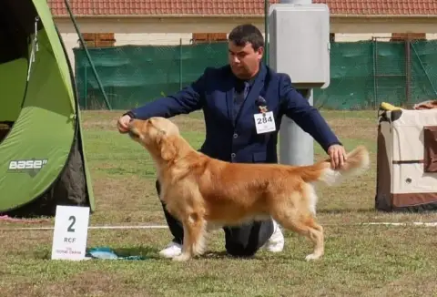 Golden Retriever  Chiot N°6 Du Ruisseau De La Groseil 47399 photo 3