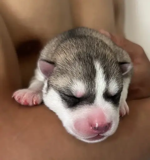 Siberian Husky  Bossa Nova Of Siberian Melody