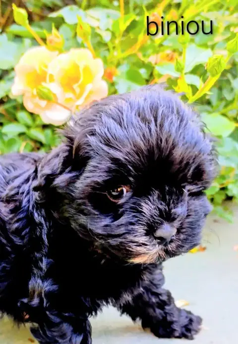 Bichon Havanais  Biniou Le Mini Havanais Toy Tout Noi fe8c0