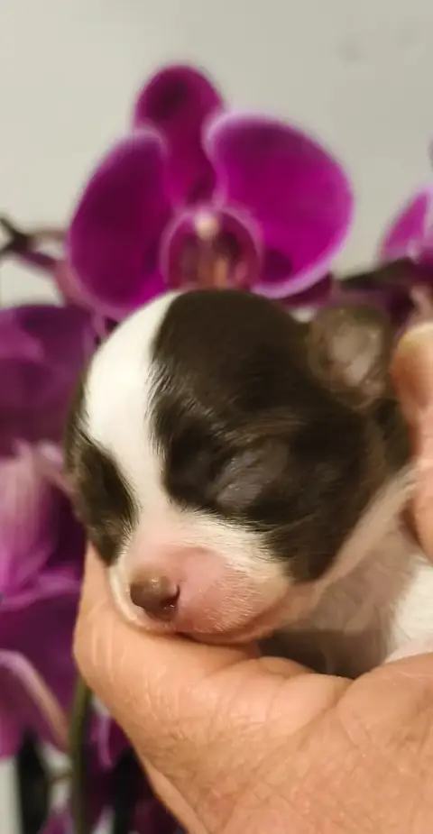 Chihuahua  Benko De L'Eclipse Du J'Gembad photo 3