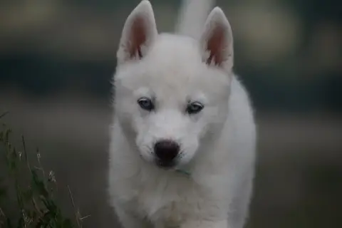 Siberian Husky  Boreas Orion Siberian Southeast