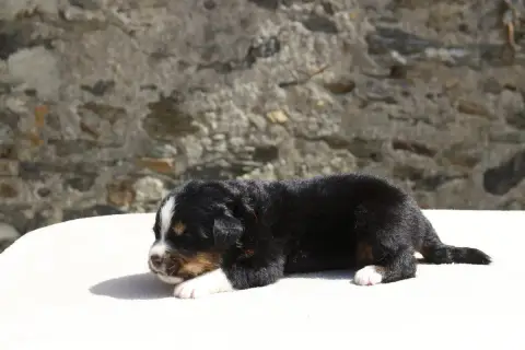 Bouvier Bernois  Chiot 7 De La Vallée De L'Hyrome photo 2