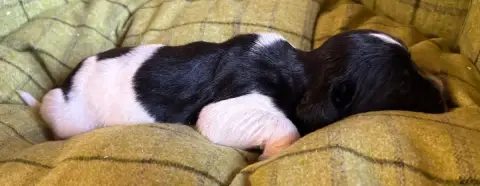 English Springer Spaniel  B.................... Des E 220e2 photo 2