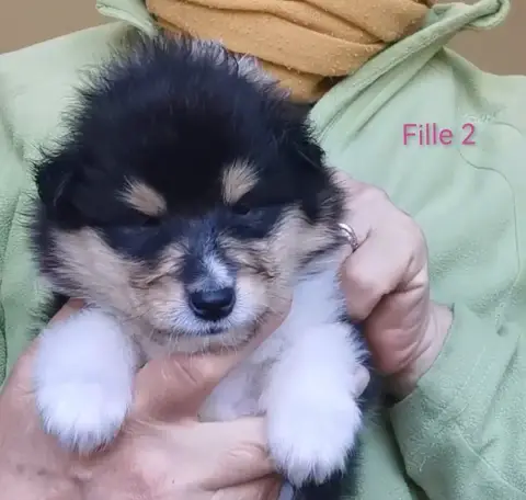 Colley À Poil Long  Chiot N°3 De Remember Our Love