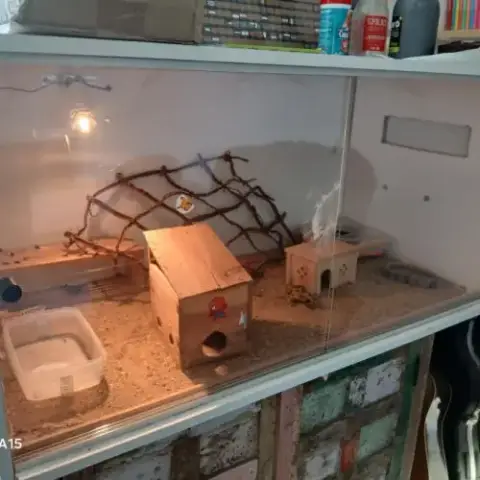 Lézard Gecko Léopard Mâle, Âgé De 2 Ans