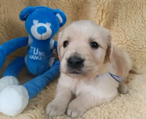 Golden Retriever  Mâle Collier Bleu Foncé Des Berberi 89495