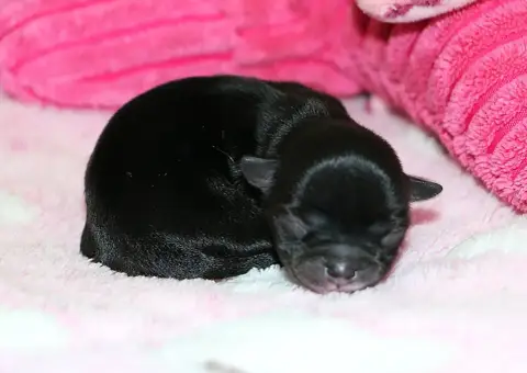 Chihuahua  Chiot N°3 Voxel Ux photo 3
