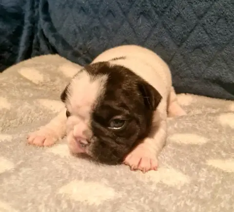 Bouledogue Français  Madame B Domaine De Floyd Et Lou 0e655