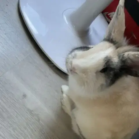 Lapin 1 An Mâle Très Gentil