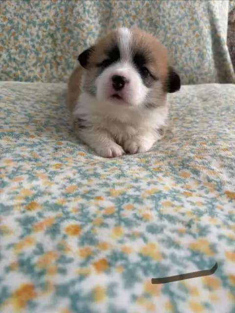 Welsh Corgi Pembroke  Collier Marron