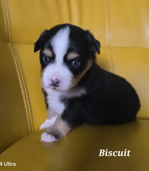 Berger Américain Miniature  Biscuit La Tribu Gourmand cddb6