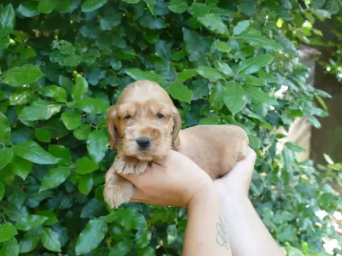 Cocker Spaniel Anglais photo 2