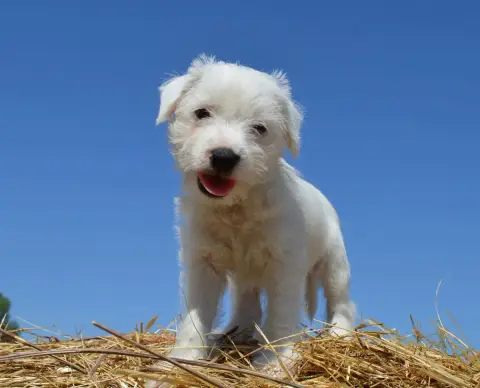 Adopter Parson Russell Terrier 
                        Baboo dd24d