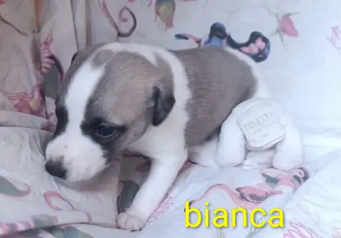 Whippet  Bianca Hakuna'Matata Kipepeo