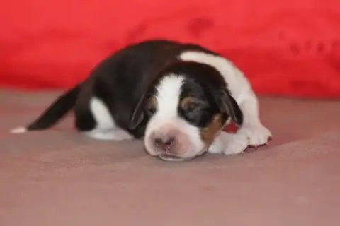 Beagle photo 3