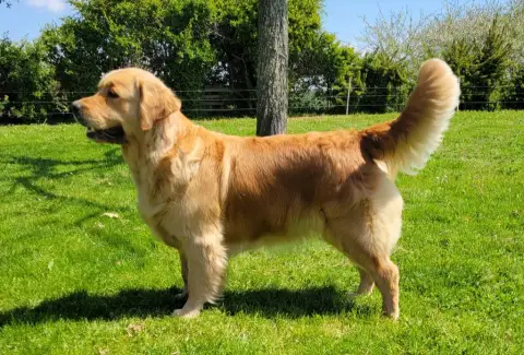 Golden Retriever  Chiot 3 Lul'Nacrees photo 3