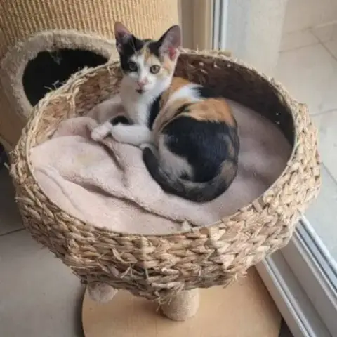 Flixie
