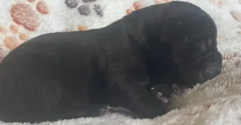 Cane Corso  Bimbo Des Lares De L'Aurévière photo 2