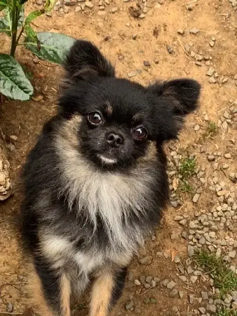 Chihuahua  Bonita Noire Et Blanche De La Terre Des Me 53ec6 photo 2