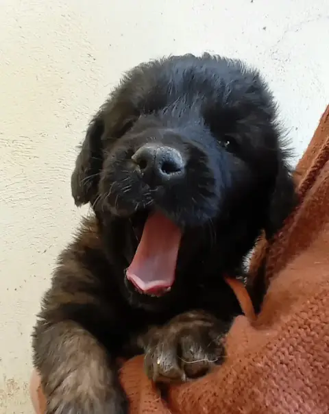 Leonberger  Chiot Orange De L'Arche De Caux photo 2