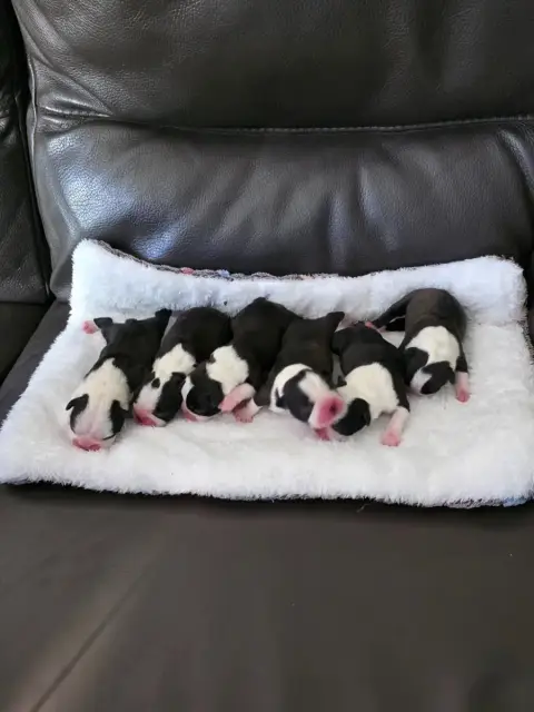 Boston Terrier  Brownie Du Domaine De La Cour Souvera 93e95