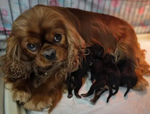 Cavalier King Charles Spaniel  Chiot N°1 Vom Der Rite 35bf9