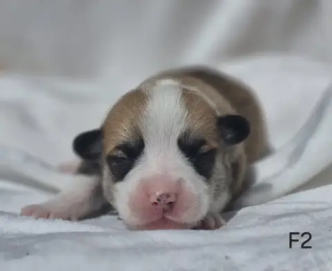 Welsh Corgi Pembroke  Chiot N°5 Des Famonadyns