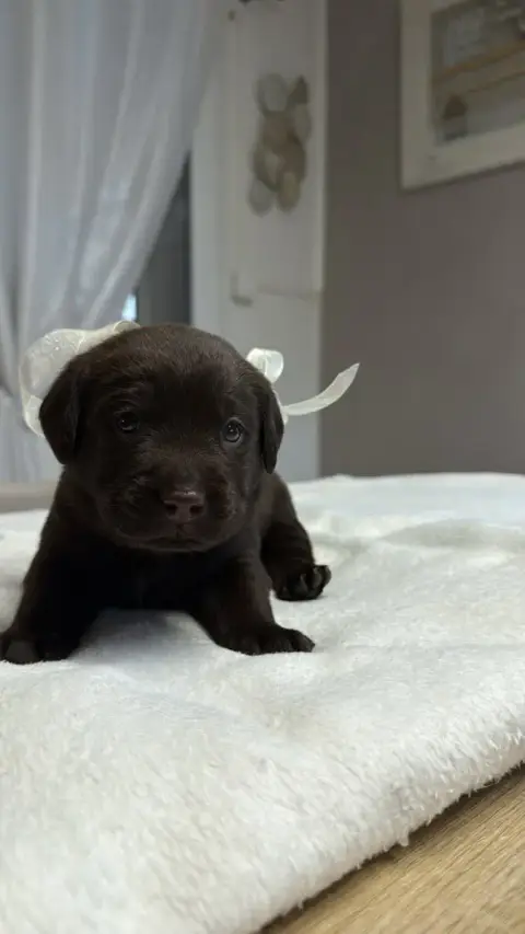 Labrador Retriever  Chiot N°1 Des Délices De Praline b371d