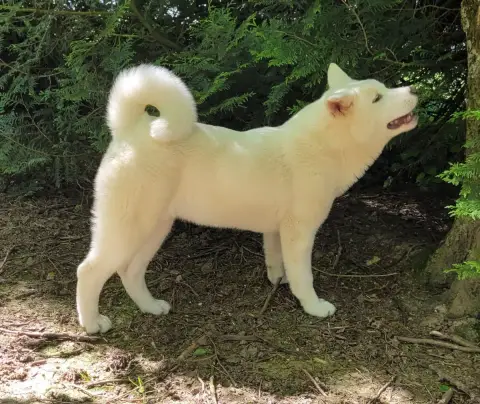 Akita Americain  Alba Des Marais De Courmont photo 3