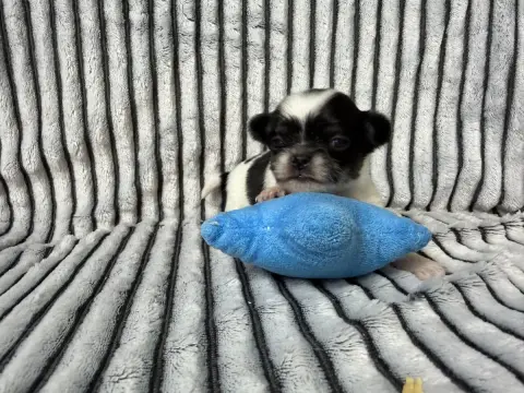 Chihuahua  Chiot N°1 Du Moulin De Madjurie