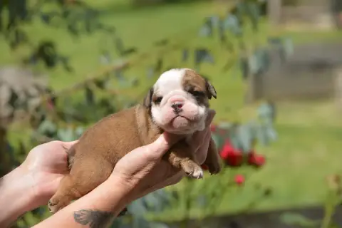 Bulldog Anglais  Fem Brin Oeil Maquillé Zaze Royale P 6523f