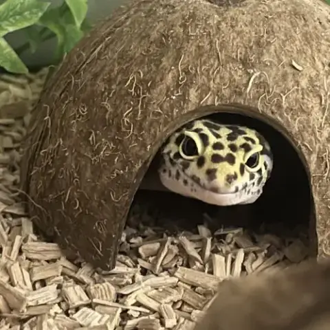 Recherche Gecko Léopard