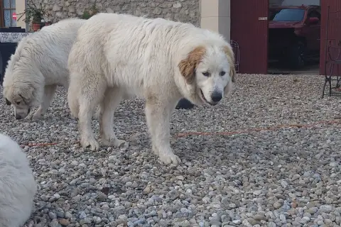 Chien De Montagne Des Pyrenees  Anna Belle Des Gardie 8cc4a