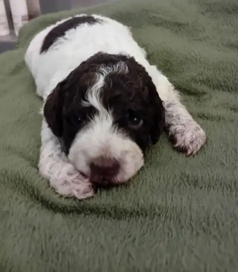 Lagotto Romagnolo  Chiot N°1 De La Colline De Montboy a72f2