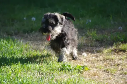 Schnauzer Miniature  Broceliande A L'Ouest Des Prés D 44524 photo 2