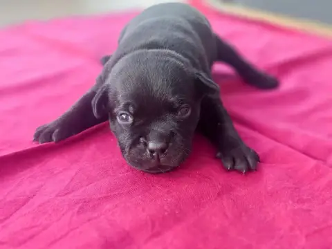 Staffordshire Bull Terrier  Chiot N°2 Of Hurricane St e043b