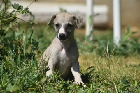 Whippet  Biscuit Au Chocolat Des Milles Folies photo 2