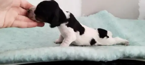 Cocker Spaniel Anglais