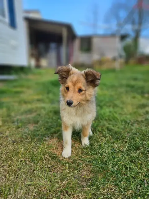 Shetland Sheepdog  Asterix Du Domaine Du Chigny photo 2