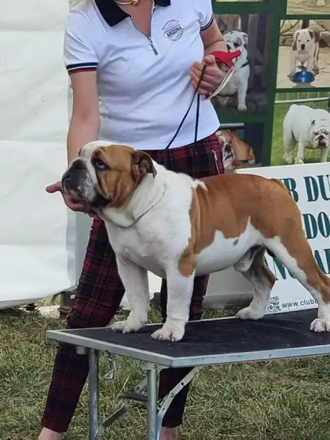 Bulldog Anglais  Barbara Shamrock Cottage photo 3