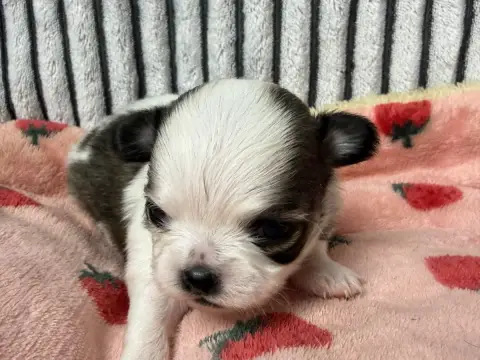 Chihuahua  Chiot N°4 Du Moulin De Madjurie