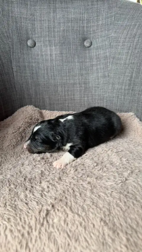Shetland Sheepdog  Chiot 3 Du Banc Des Hermelles photo 2