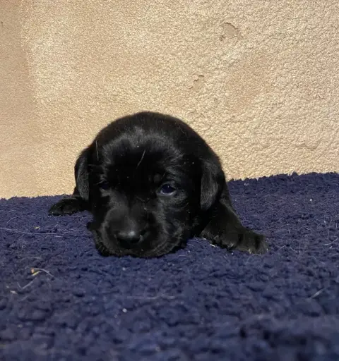 Labrador Retriever  Chiot N°1 Du Moulin De Madjurie c76cf