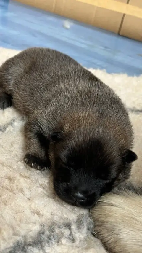Eurasier  Chiot 2 Des Sables D'Olympe