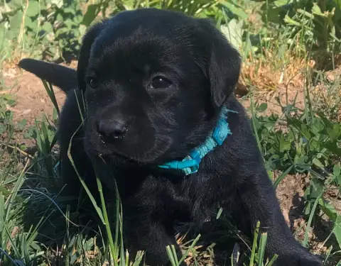 Labrador Retriever  Chiot N°4 By Champs'Or